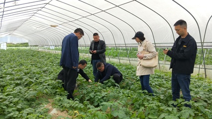 省農(nóng)技專家深入我縣指導(dǎo)糧油生產(chǎn) 助力種植技術(shù)優(yōu)化升級(jí)