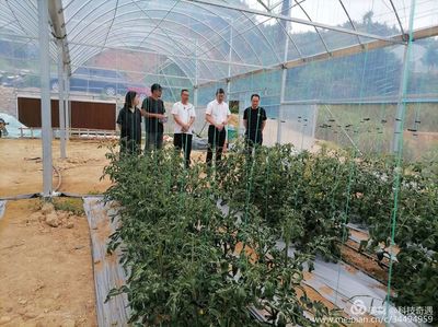 陽光1+1牽手計(jì)劃 省農(nóng)科院專家蒞臨古田縣祥輝果蔬種植專業(yè)合作社開展技術(shù)指導(dǎo)與種植技術(shù)開發(fā)