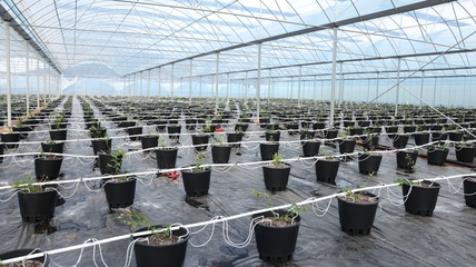 貴州麻江 智慧種植為藍(lán)莓產(chǎn)業(yè)插上科技“翅膀”