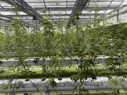 在北大荒，農產品有“絕活兒”——種植技術開發引領高質量發展